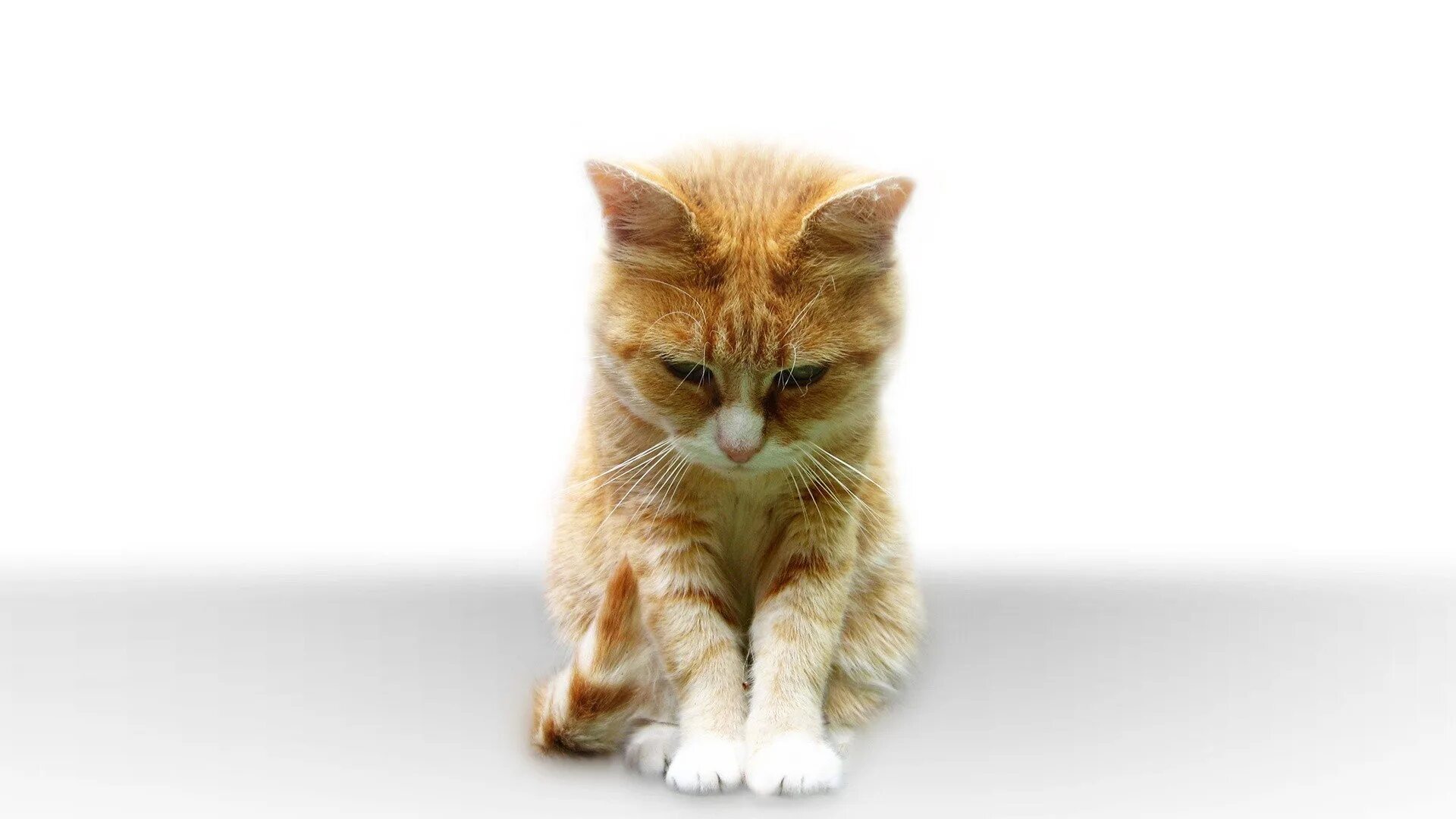 Кот смотрит вниз. Котенок сидит. котик вниз. котенок смотрит вниз.