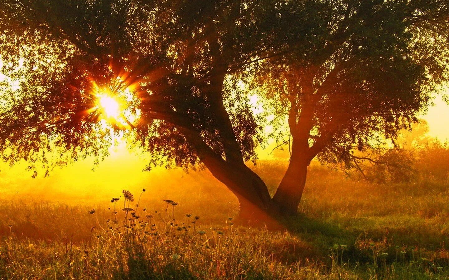 Солнце тепло. Жаркое солнце. утро солнце. летний зной. теплого солнечного дня.