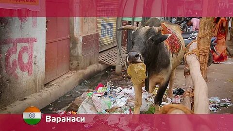 Орел и решка варанаси