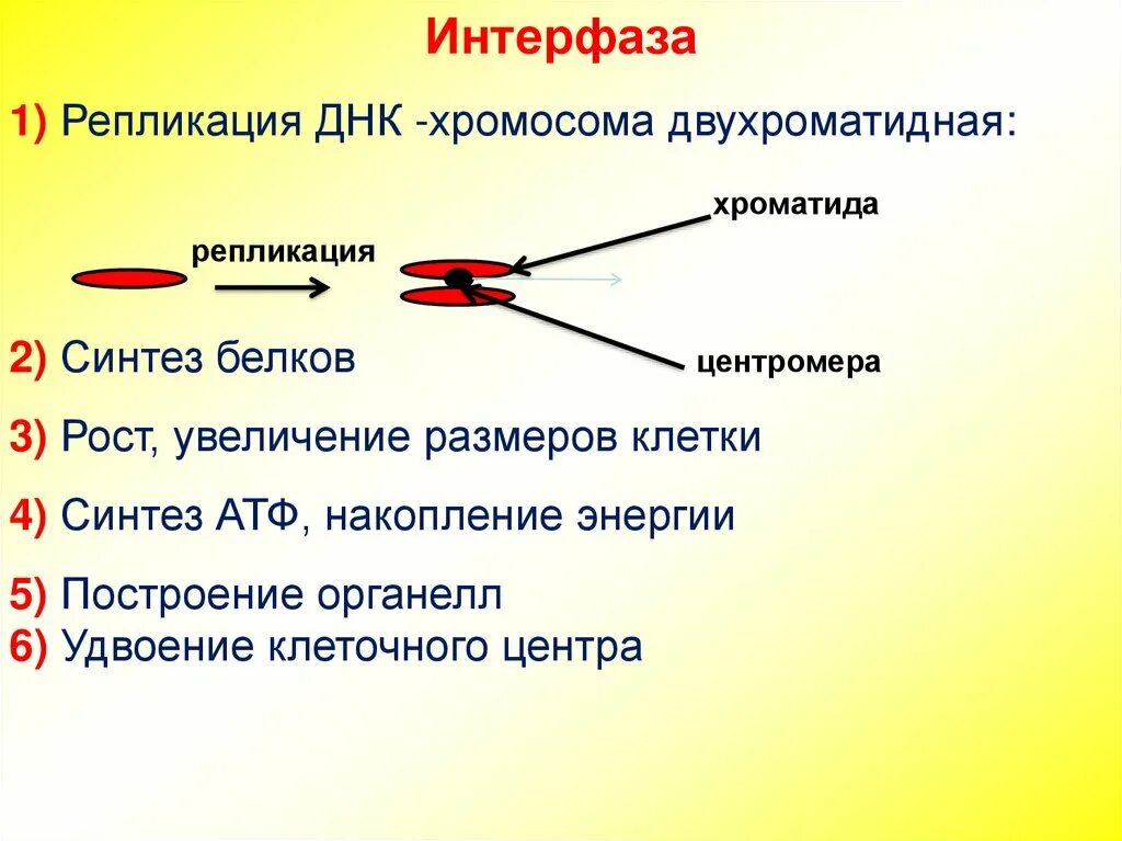 Интерфаза 1 деление. Интерфаза мейоза. Интерфаза 2 процессы. Процессы в интерфазе мейоза.