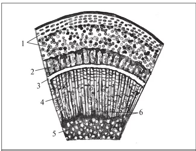 Поперечный и продольный срез. Поперечный срез луба. Поперечный срез ветки липы. Поперечный срез стебля липы. Поперечный срез ветки биология 6.