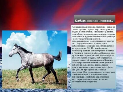 Рассмотрите фотографию лошади породы кабардинская и выполните
