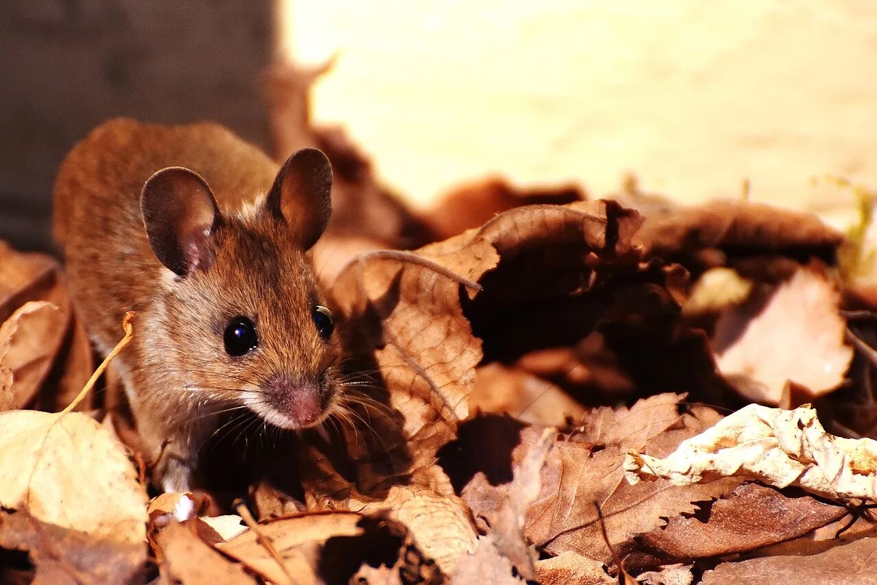 A mouse