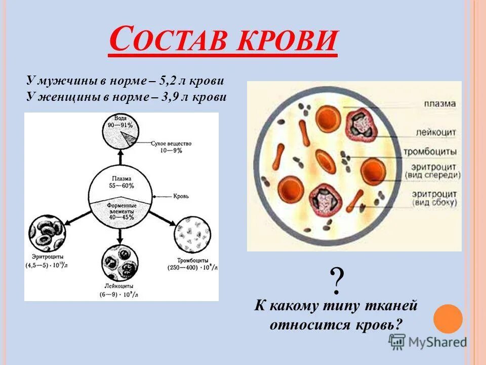 в чем состоит регуляторная функция плазмы
