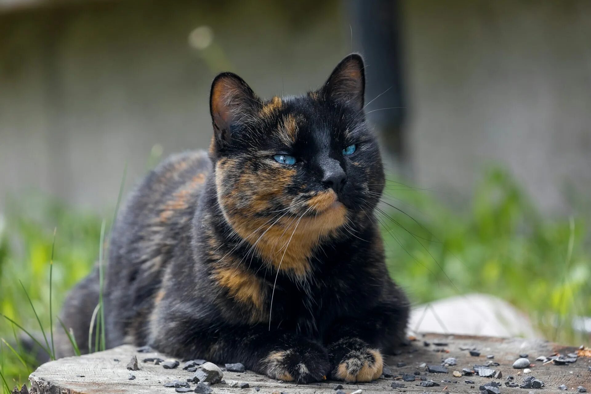 Tortoiseshell Cat порода. Черепаховая кошка Калико. Сибирская черепаховая кошка. Черно рыжая черепаховая кошка. Черепаховый цвет