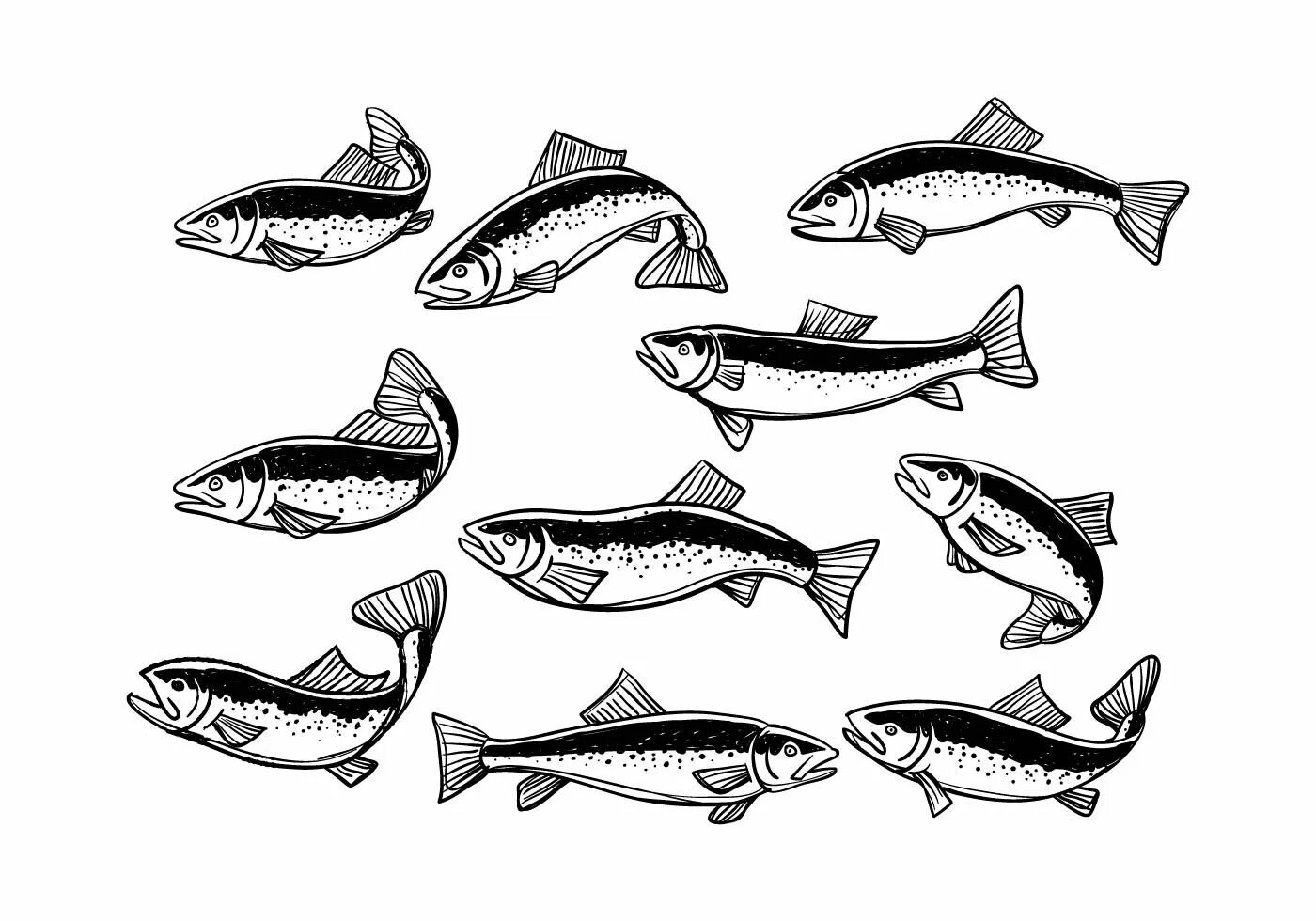 Лососевые промысловая рыба. Рыба вектор лосось. Векторное изображение рыбы. Рыба в векторной графике. Рыба векторный рисунок.