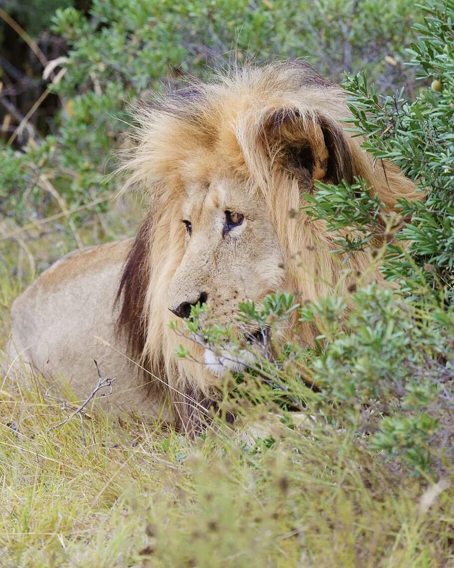Лев какое млекопитающие. Львы в саванне. Африканский Лев. Африка Саванна Лев. Львы в дикой природе.