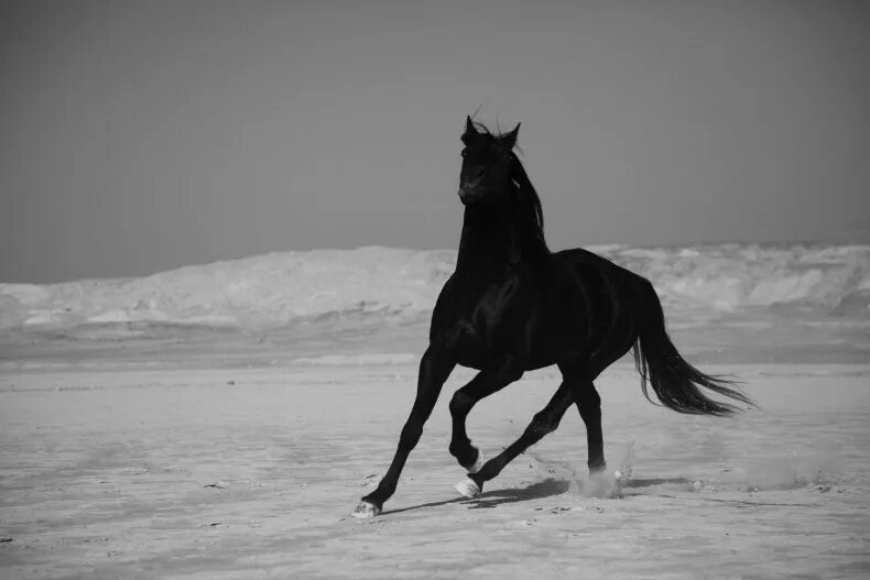 Хижнякова Black Horse. Вороной конь. Грациозная лошадь. Лошадь бежит. Грациозная 1