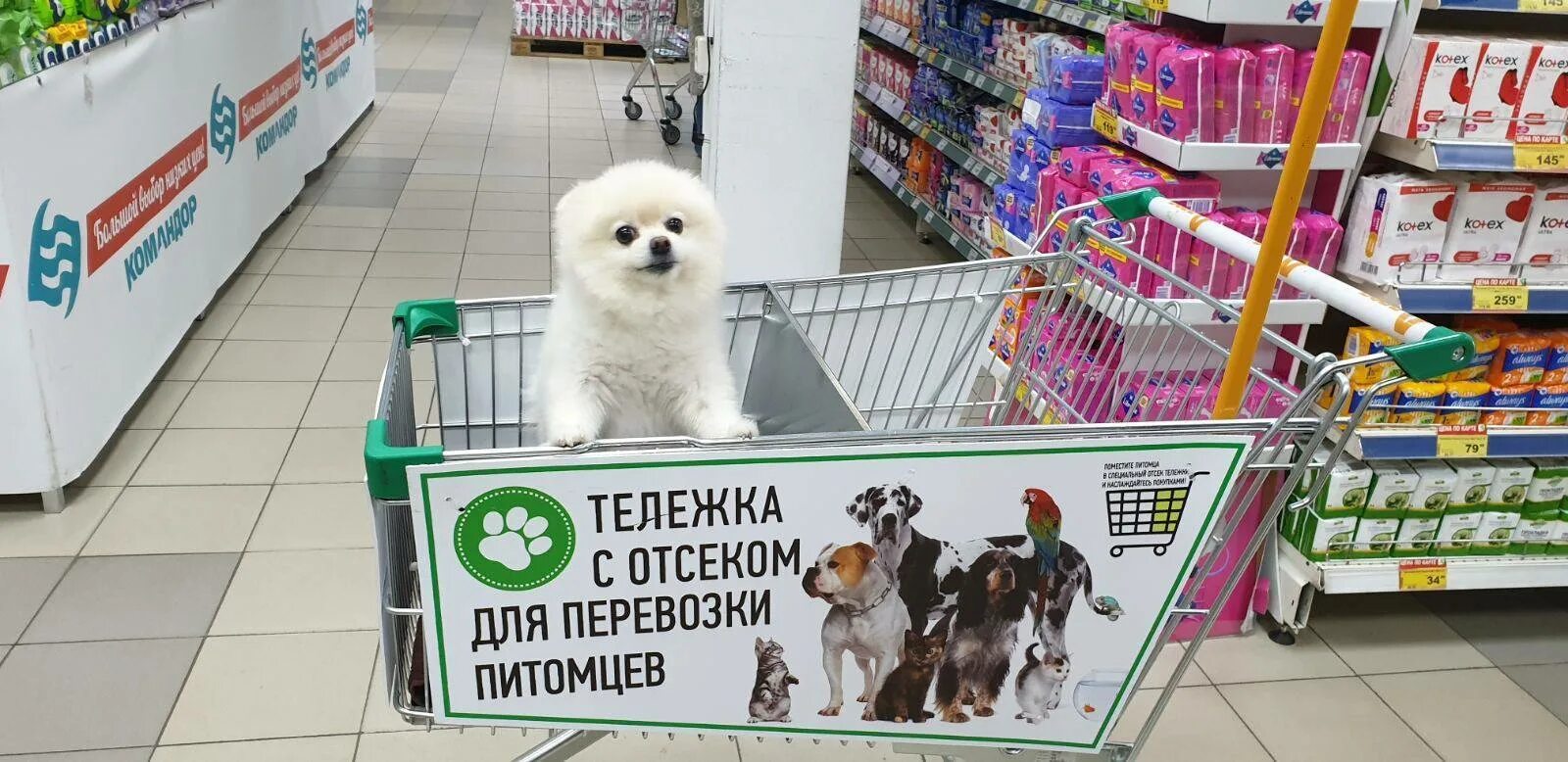 Можно с собаками в продуктовый магазин. Собака с тележкой в магазине. Тележка для собак. Перекресток тележки для собак. Тележки с отсеком для собак.