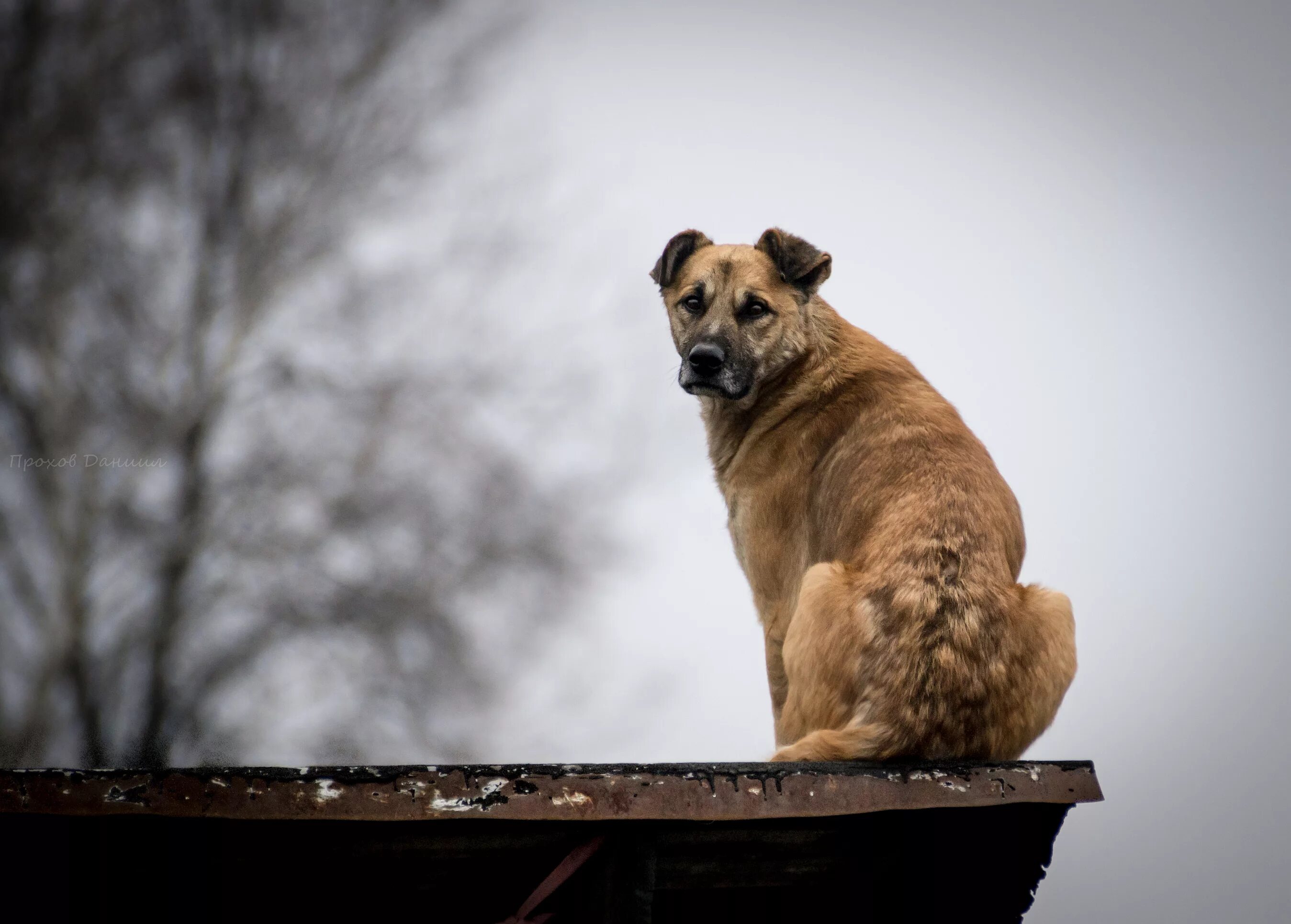 Преданный взгляд собаки. Жил пес бродячий пес. Жил пес бродячий пес. Жил пес бродячий пес. Бездомный щенок.