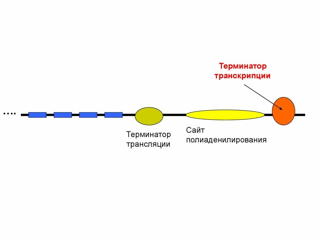Терминатор биология. Терминатор транскрипции. функция терминатора транскрипции. терминатор функции биология.