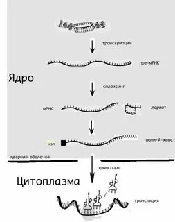 Этапы процессинга мрнк