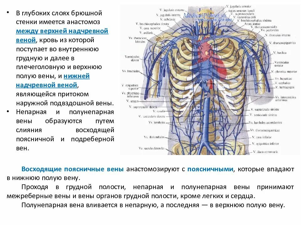 Венозная система нижняя полая вена. Система нижняя полая вена анатомия. Нижняя брыжеечная вена анастомозы. Верхняя надчревная вена. Верхняя и нижняя полая вена анатомия.
