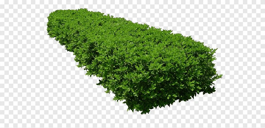 Bush green растение. Дерен белый гоучаулти. Кусит. Куст на прозрачном фоне. Кустарники вид сверху.