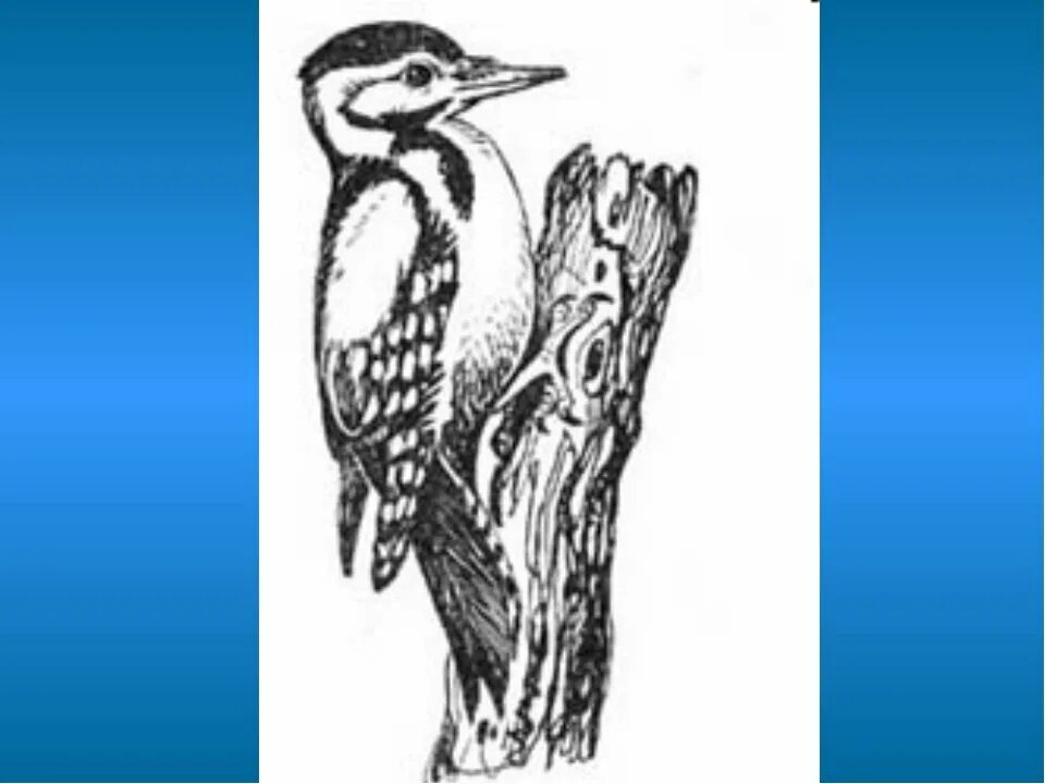 дятел под цифрой 3. дятел под цифрой 3. дятел описание. дятел описание. придумать предложение с словочетание пестрый дятел.