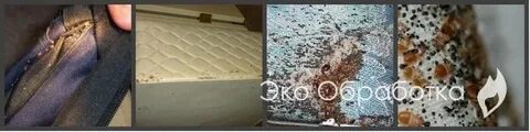 Эко клопы