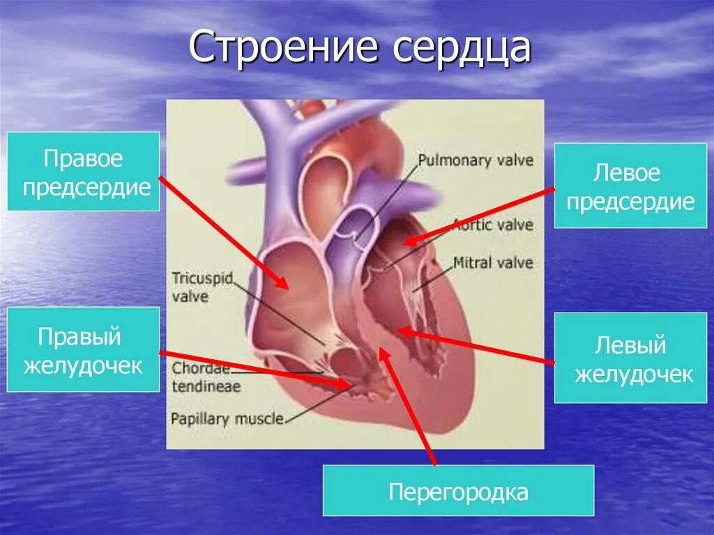 Где предсердие. Строение предсердий сердца. Строение сердца желудочки предсердия. Строение левого желудочка сердца. Правое предсердие.