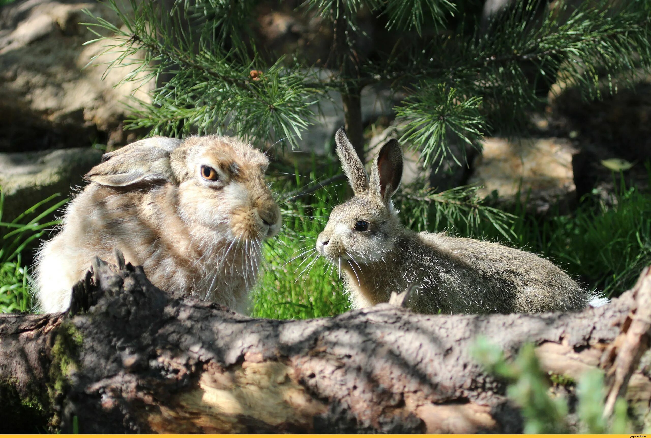 заяц беляк на байкале. заяц и ель. заяц беляк.