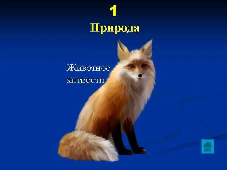 Какие хитрости животных. Символ хитрости и коварства. животные-символы хитрости. животное символ хитрости и ловкости. символ хитрости.