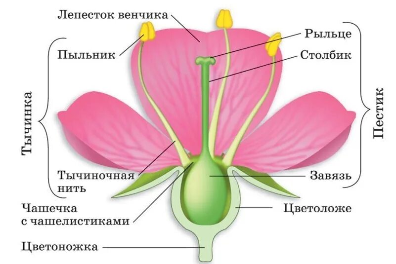 Где находится чашечка
