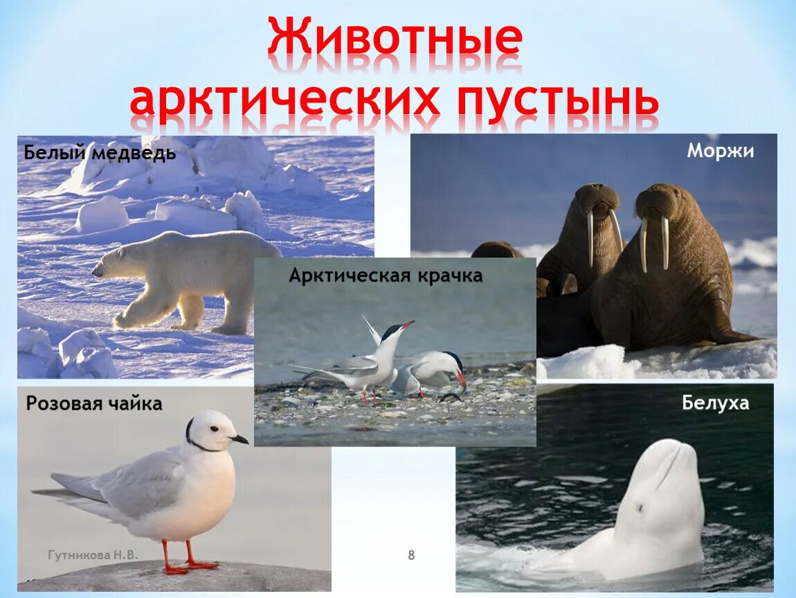 Животный мир арктических пустынь Евразии. Арктические пустыни Евразии животные. Животный мир арктических и антарктических пустынь. Животные Арктический пустмнм. Животный мир природной зоны арктические пустыни