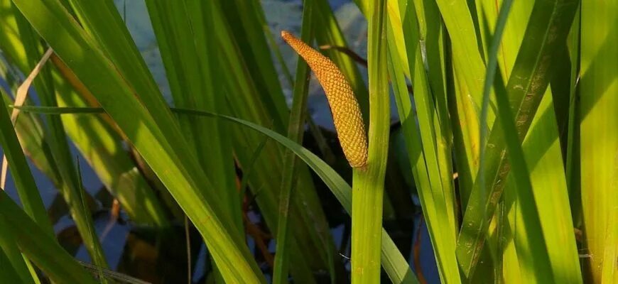 Аир болотный цена. АИР болотный. АИР болотный (Acorus Calamus). АИР обыкновенный - Acorus Calamus. АИР болотный гигрофит.