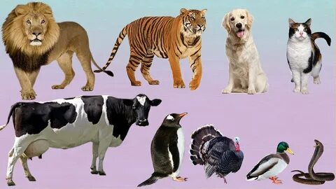 Animals around me