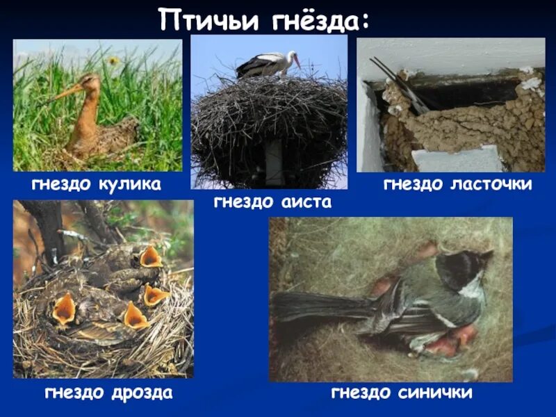 Разнообразие гнезд птиц. Птица строит гнездо. Гнездо для птиц. Птицы и их гнезда. Гнездо для птиц.