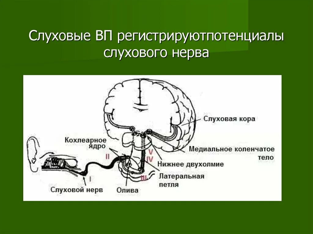 Слуховой центр коры мозга. Путь слухового нерва анатомия. Слуховой нерв анатомия.