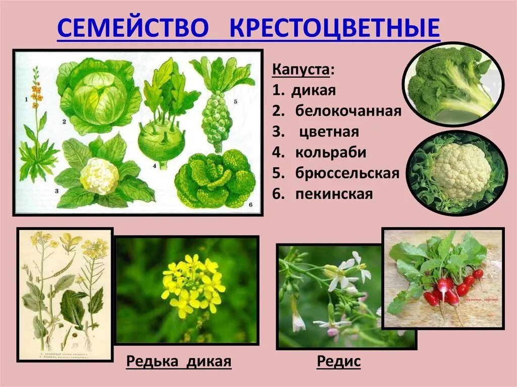 Овощи семейства крестоцветных. Семейство крестоцветные капустные. Капустные крестоцветные растения. Стебель крестоцветных. Крестоцветного растения капусты огородной