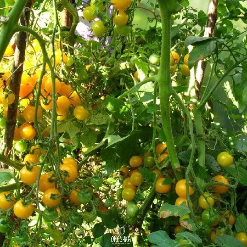 Жёлтый мелкий томат с носиком. Томат золотой дождь. Томат золотая канарейка. Томат золотой дождь. Томат золотой дождь.
