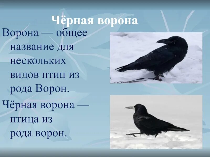 Клички ворон. Черные птицы Сибири. Ворона с названием. Ворона род вид. Имя для ворона.