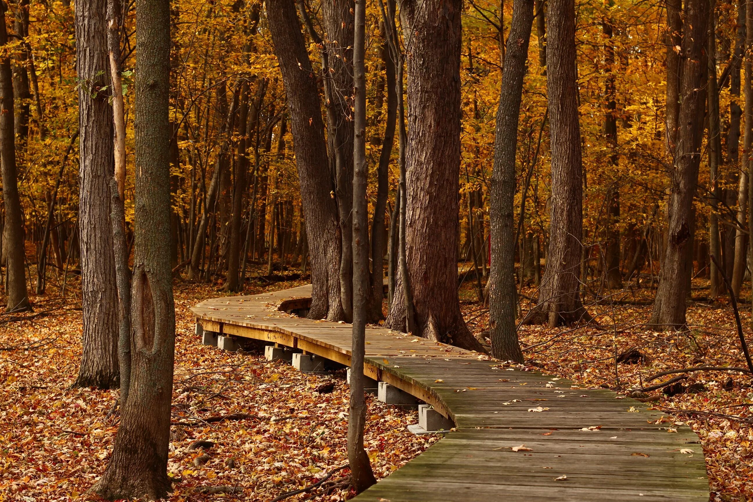В лесах парка можно встретить. Осенний парк. Осень в парке. Осенняя тропинка. Тропинка в лесу осенью.