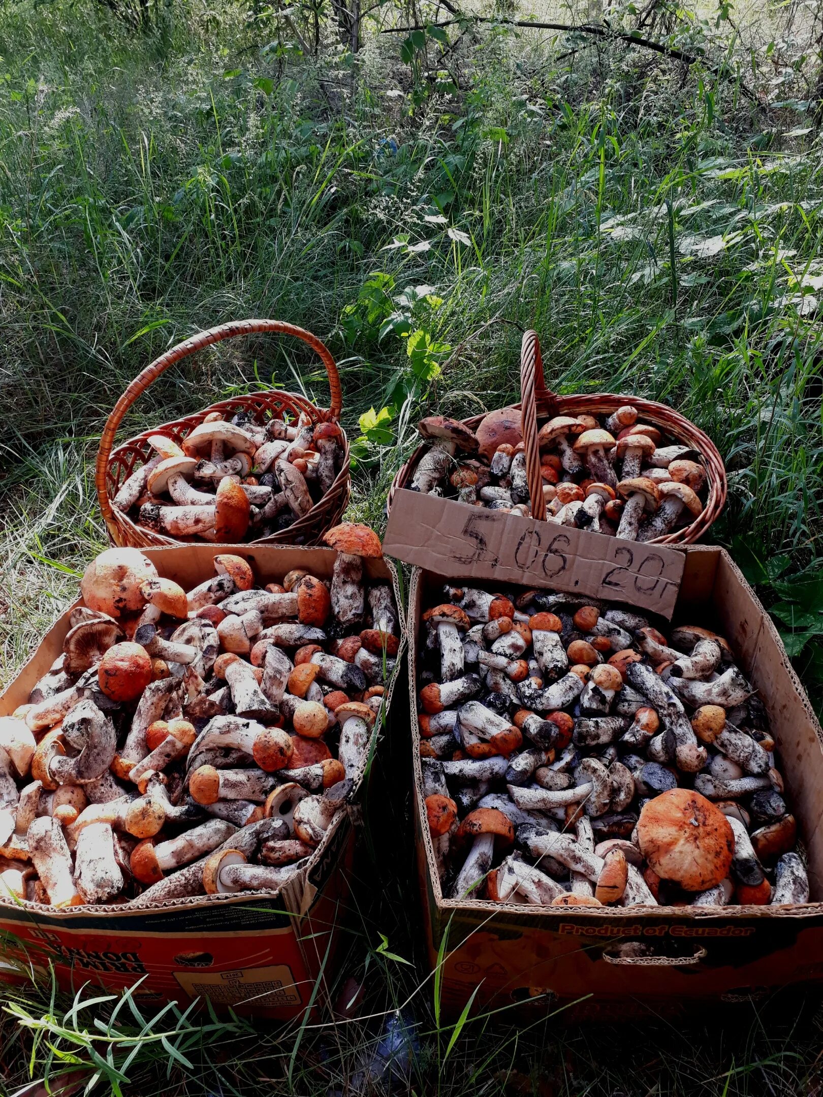 Дождя больше грибов. Малышевка Самарская область грибы. Грибы Самарской области подосиновики. Грибы Самарской области 2021. Очень много грибов.