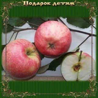 Яблоня детское