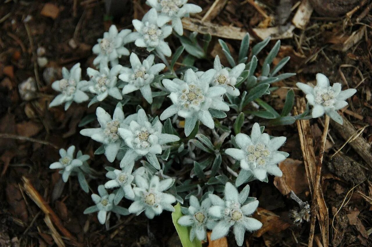 Эдельвейс 1 мая. Эдельвейс цветок. Эдельвейс Альпийский Снежное царство. Эдельвейс (растение). Эдельвейс в Альпах.