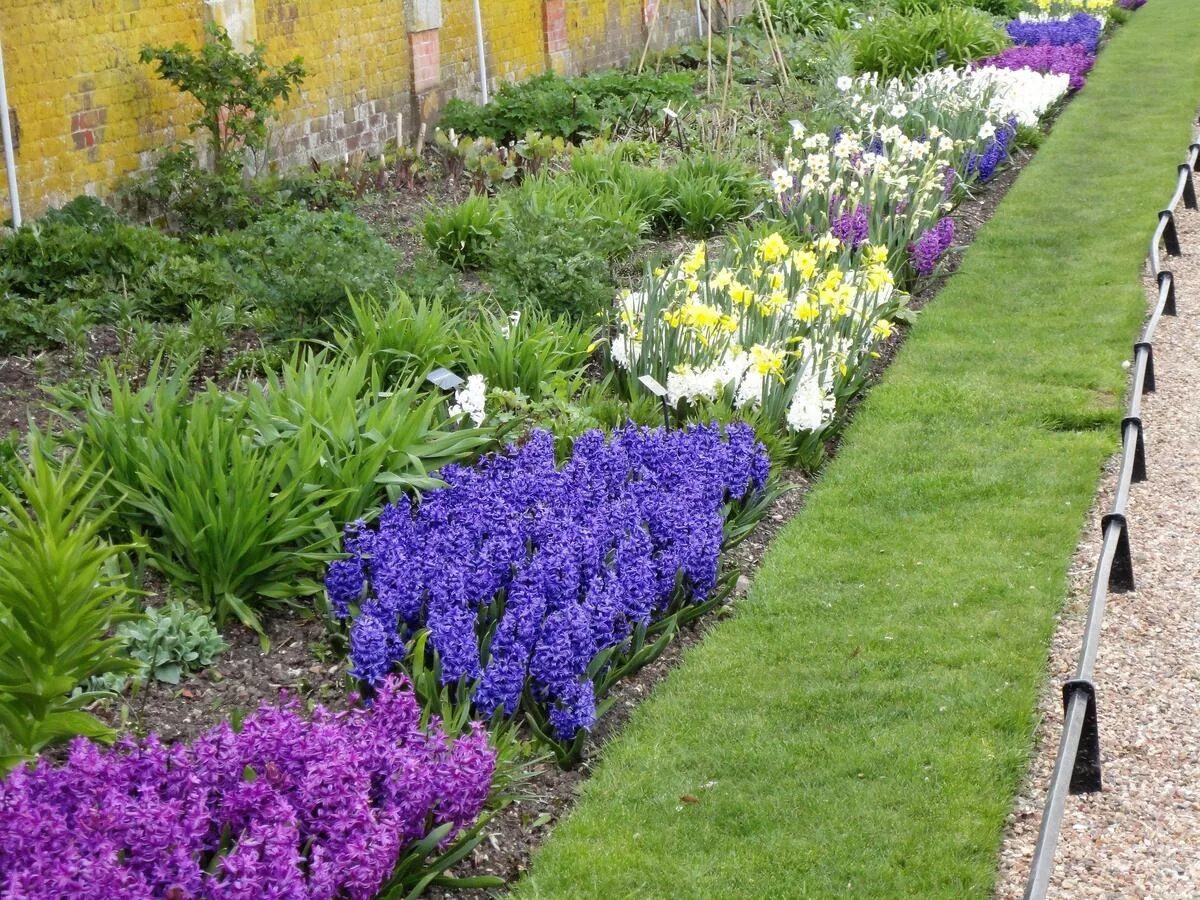 Рабатка тунберга. Рабатка тунберга однолетник. Длинные клумбы. Рабатка вдоль террасы. Рабатка тунберга однолетник.