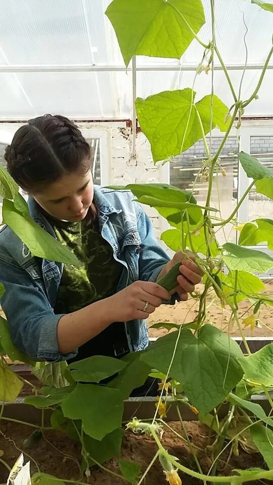 Теплица огурцы урожайность. Огурцы в теплице. Огурцы в теплице урожай. Теплицы для выращивания огурца. Огурцы без теплицы.