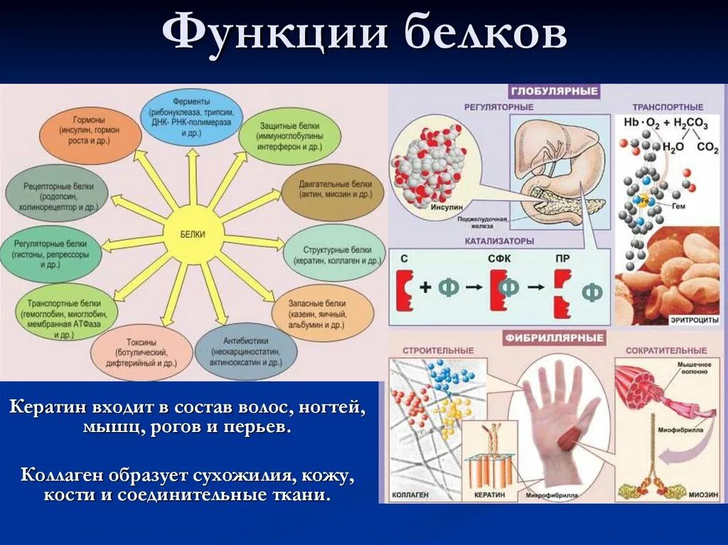 Белок 6 класс биология. Функции белков биология 8 класс. Функции белков в организме человека схема. Функции белков с расшифровкой. Важнейшие биологические функции белков.