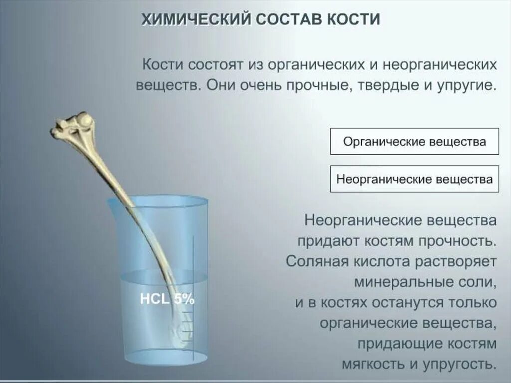 Состав костей опыт. Органические и Минеральные вещества кости. Кость поместили в 3 соляную кислоту