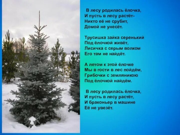 Любимая песня елки. В лесу родилась ёлочка. В лесу родилась ёлочка. Стихи. Родилась ёлочка в лесу она росла. В лесу родилась елочка в лесу.