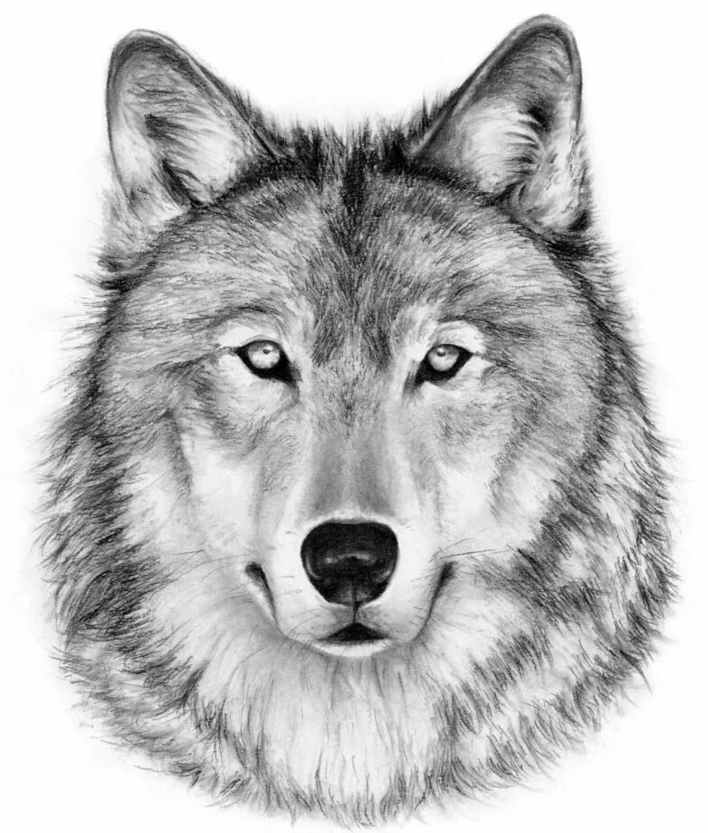 Картинки волка рисунки. Морда волка. Морда волка рисунок. Морда волка рисунок карандашом. Набросок морды волка.