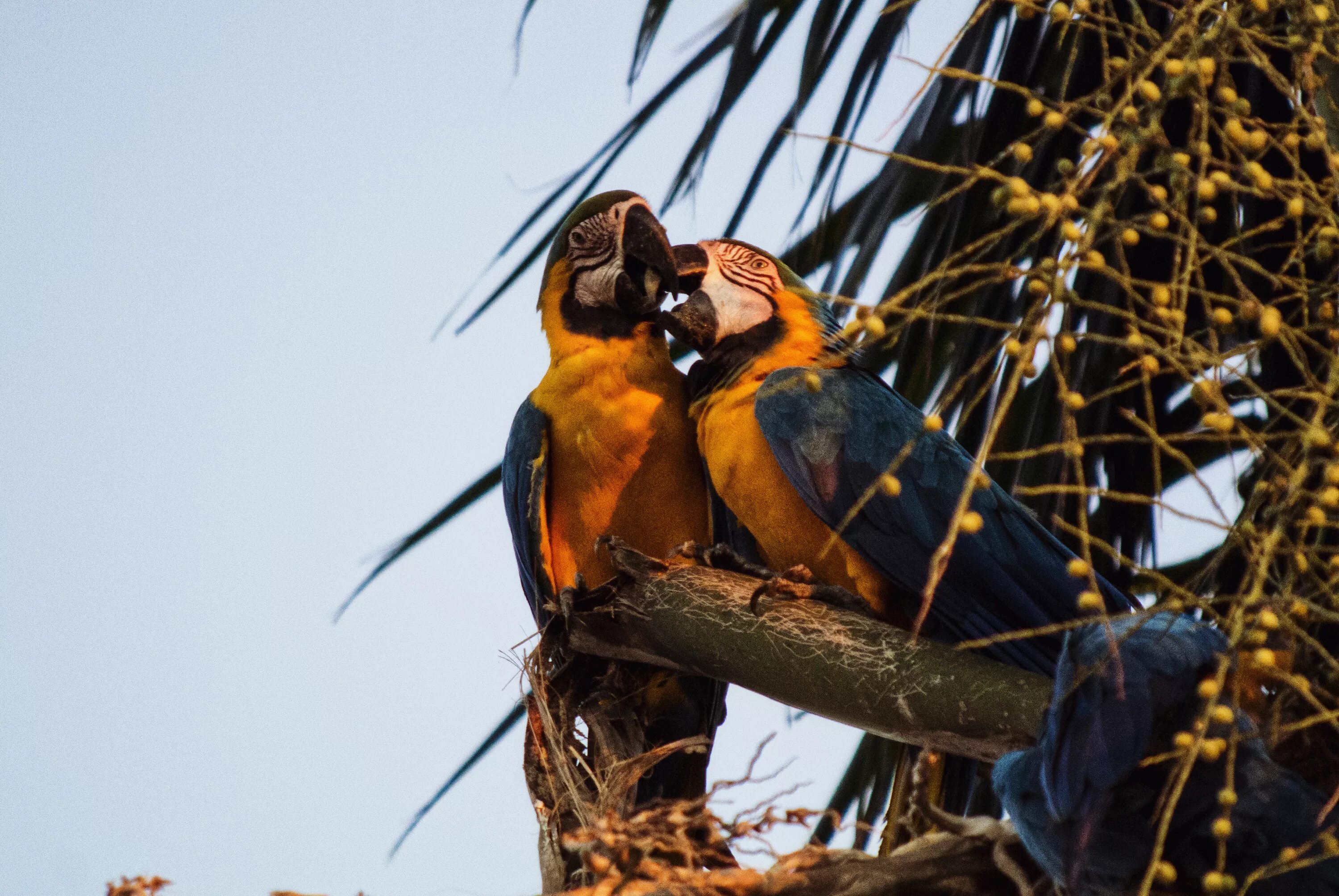 Pteroglossus aracari ( Araçari-de-bico-branco ) - Black-ne. Flickr
