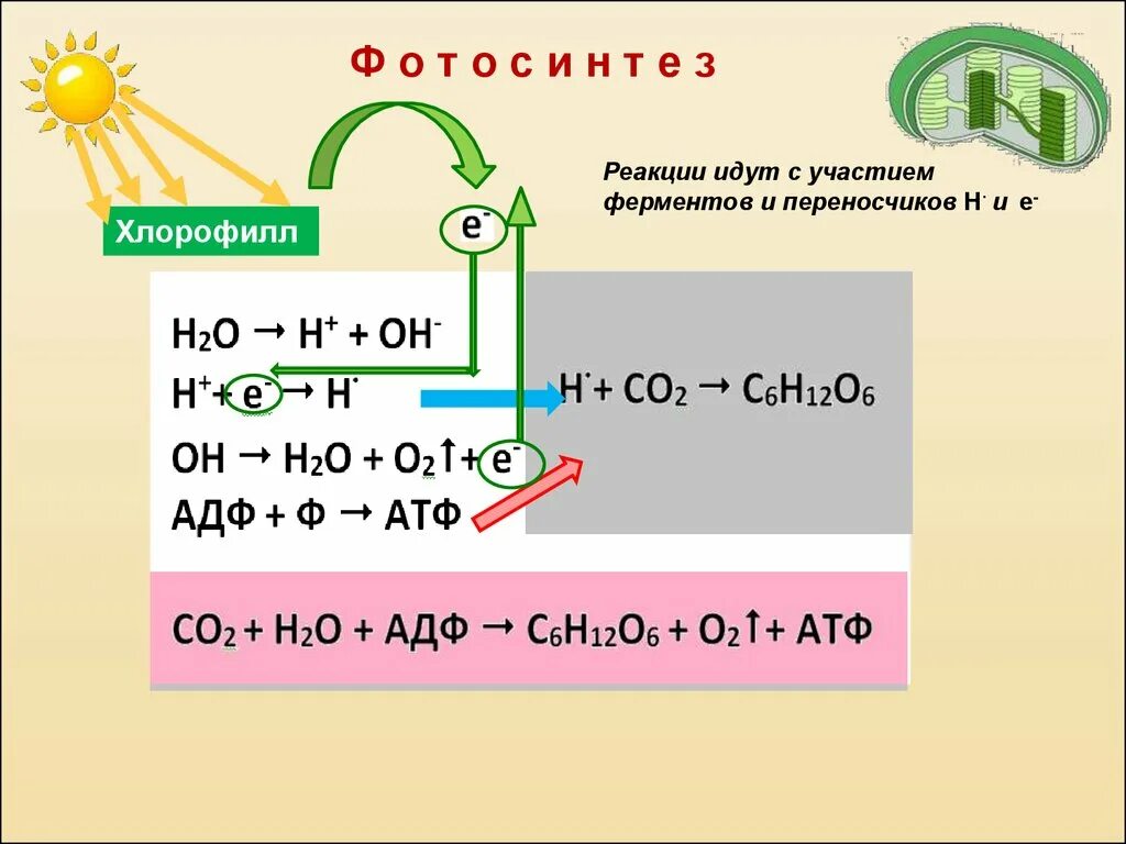 Co2 h2o фотосинтез. Фотосинтез формула реакции. Общая реакция фотосинтеза формула. Уравнение фотосинтеза с АТФ. Процесс фотосинтеза у растений формула.