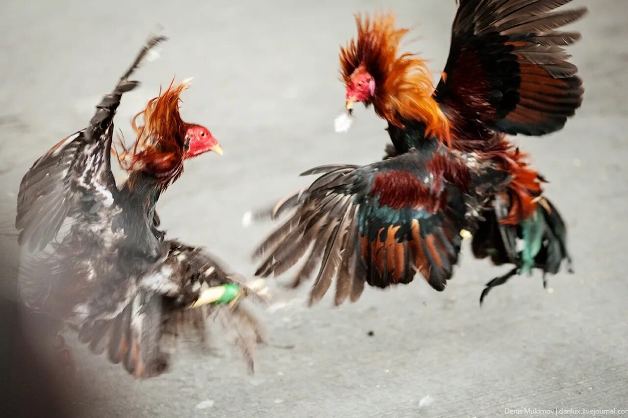 Cock fight