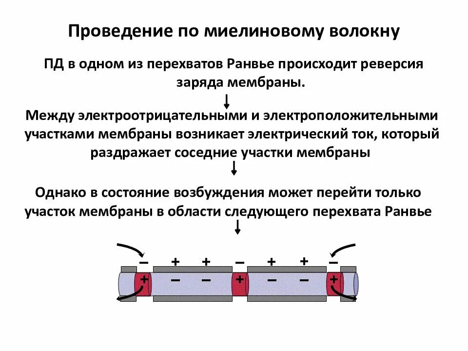 Механизмы передачи возбуждения по миелиновому волокну. Механизм проведения сигнала миелиновых волокон. Проведение возбуждения по миелиновым нервным волокнам. Проведение возбуждения по миелиновому волокну. Передача пд