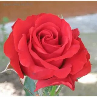 Real rose