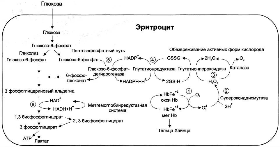 Метаболический путь ферментов. Образование активных форм кислорода в эритроцитах биохимия. Обезвреживание активных форм кислорода. Схема реакций. Схема метаболизма эритроцитов. Гликолиз в эритроцитах биохимия схема.