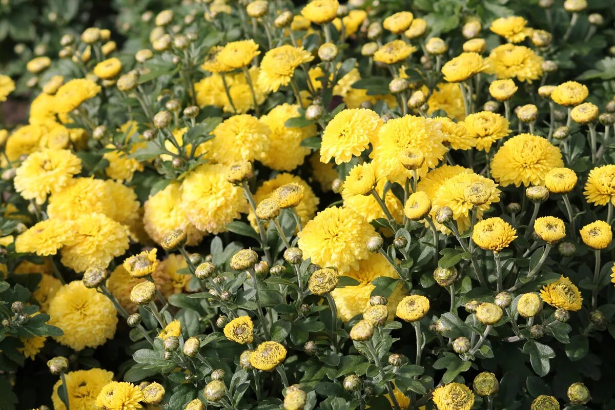 Хризантема сантана еллоу. Хризантемы корейские хризантемы мультифлора. Хризантема корейская энона желтая. Желтые корейские хризантемы. Хризантема корейская pompon yellow.