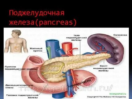 Самые крупные пищеварительные железы